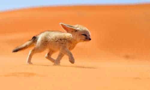 ¿Qué animales hay en el desierto de Merzouga?