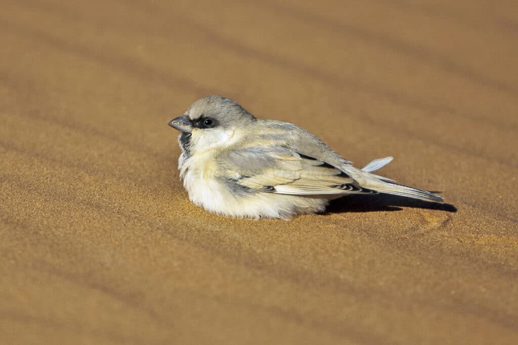 ¿Qué animales hay en el desierto de Merzouga?